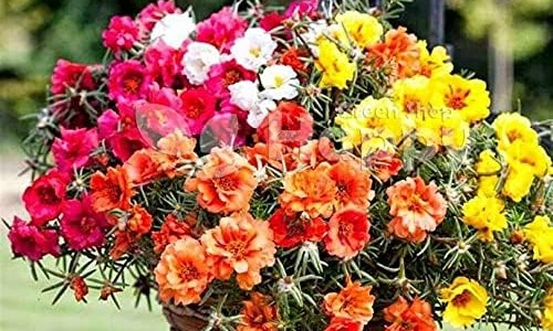 药材杜仲多少钱一斤-权威药材杜仲的功效与主治平台,分享专业药材杜仲的功效与主治知识_药材杜仲的功效网